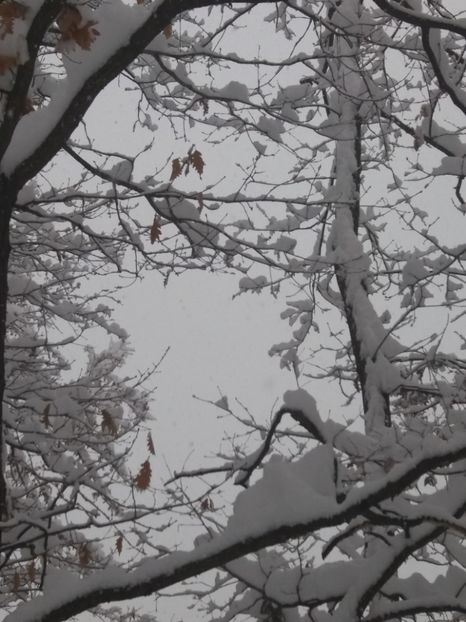  - Zăpadă decembrie 2018