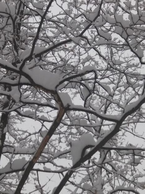  - Zăpadă decembrie 2018