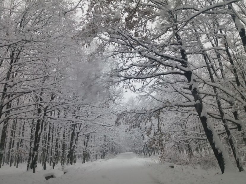  - Zăpadă decembrie 2018