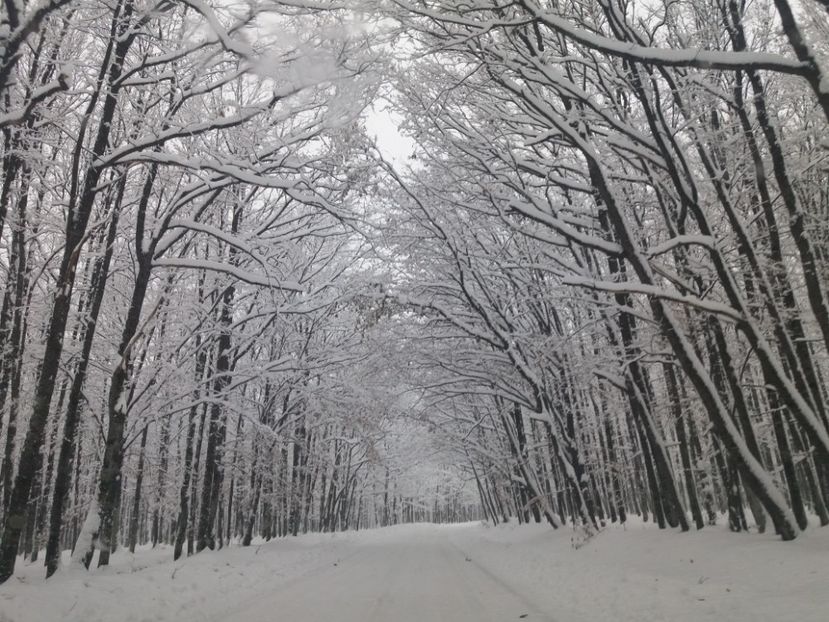  - Zăpadă decembrie 2018