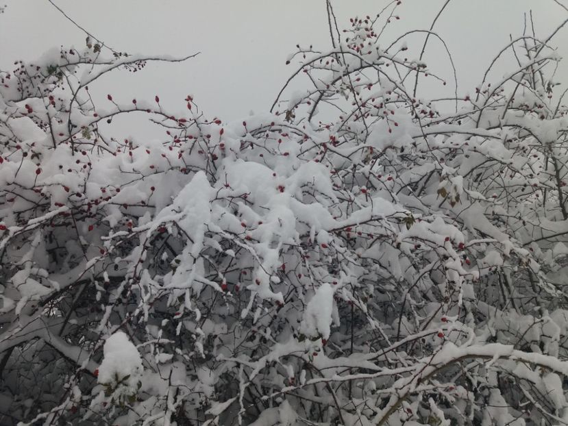  - Zăpadă decembrie 2018