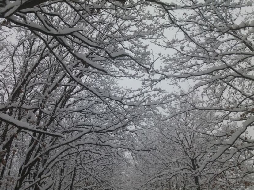  - Zăpadă decembrie 2018