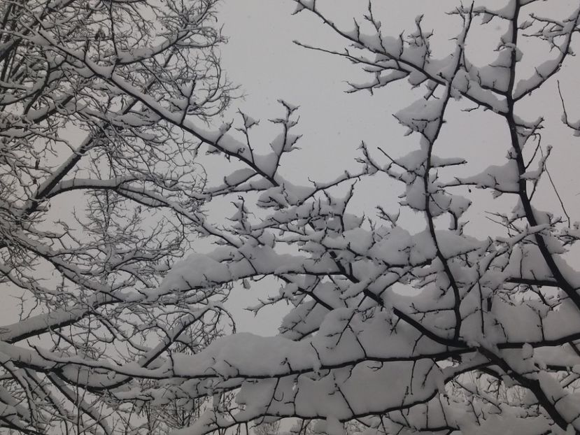  - Zăpadă decembrie 2018