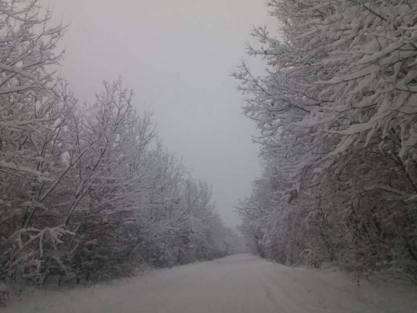 - Zăpadă decembrie 2018