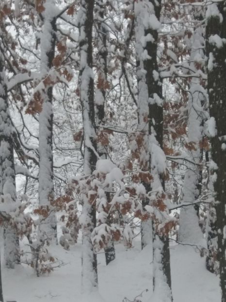  - Zăpadă decembrie 2018