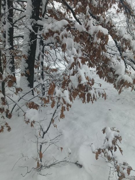 - Zăpadă decembrie 2018