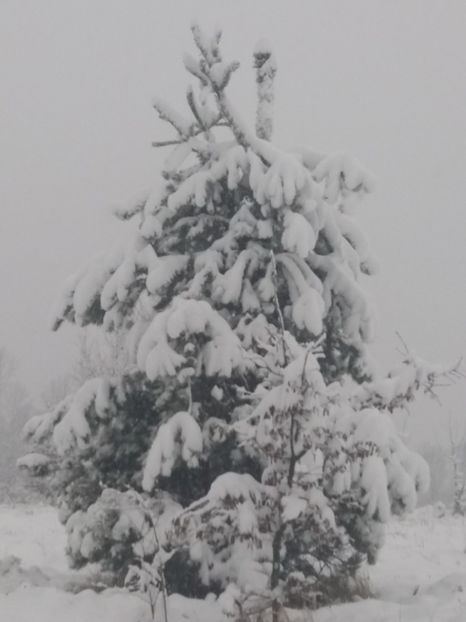 - Zăpadă decembrie 2018