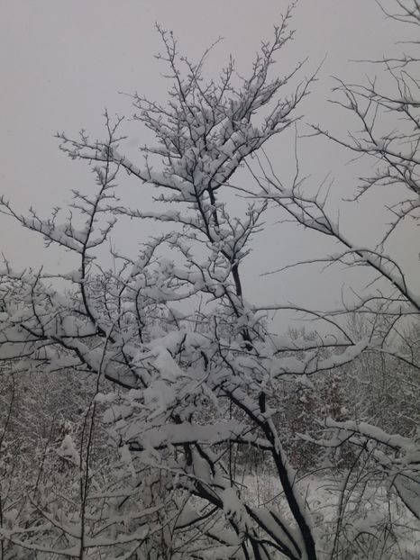  - Zăpadă decembrie 2018