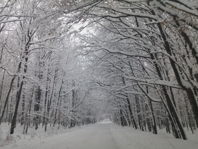  - Zăpadă decembrie 2018