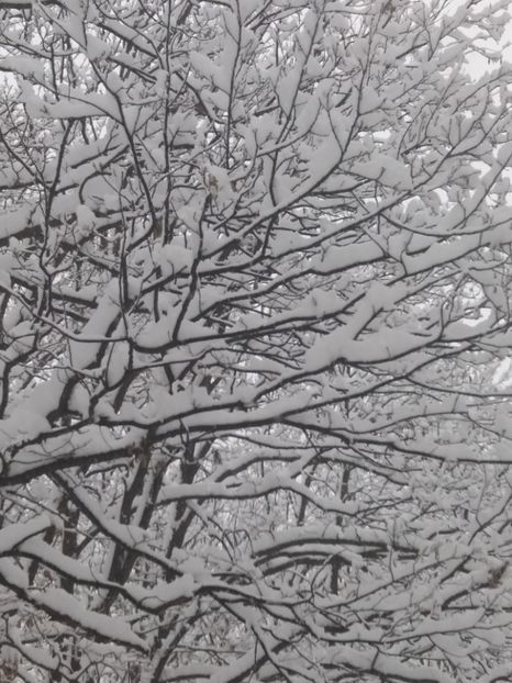  - Zăpadă decembrie 2018