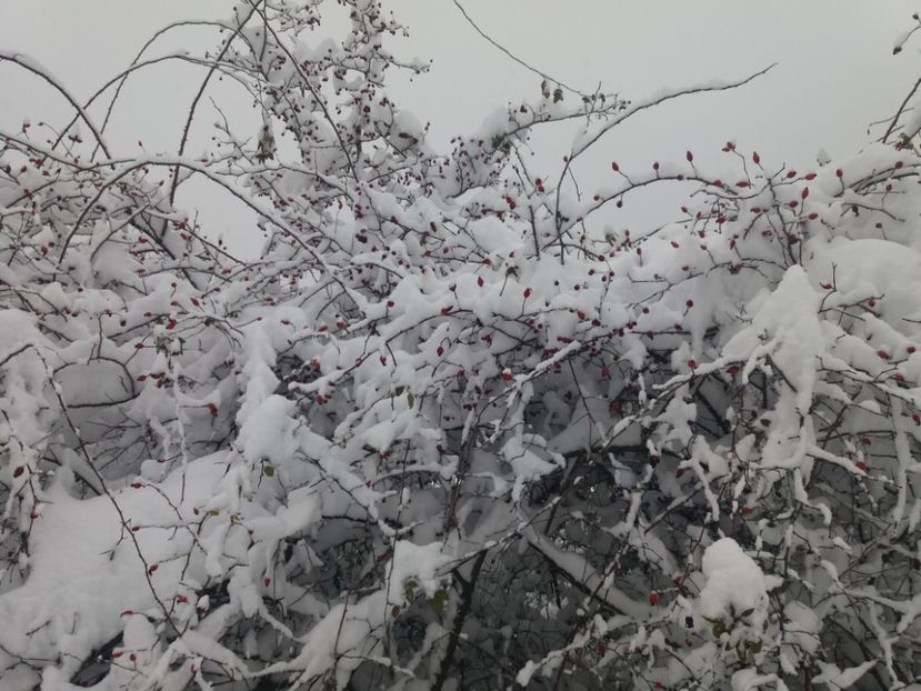  - Zăpadă decembrie 2018