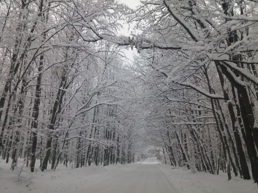  - Zăpadă decembrie 2018