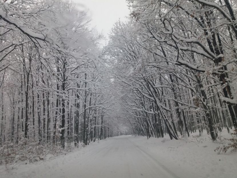  - Zăpadă decembrie 2018