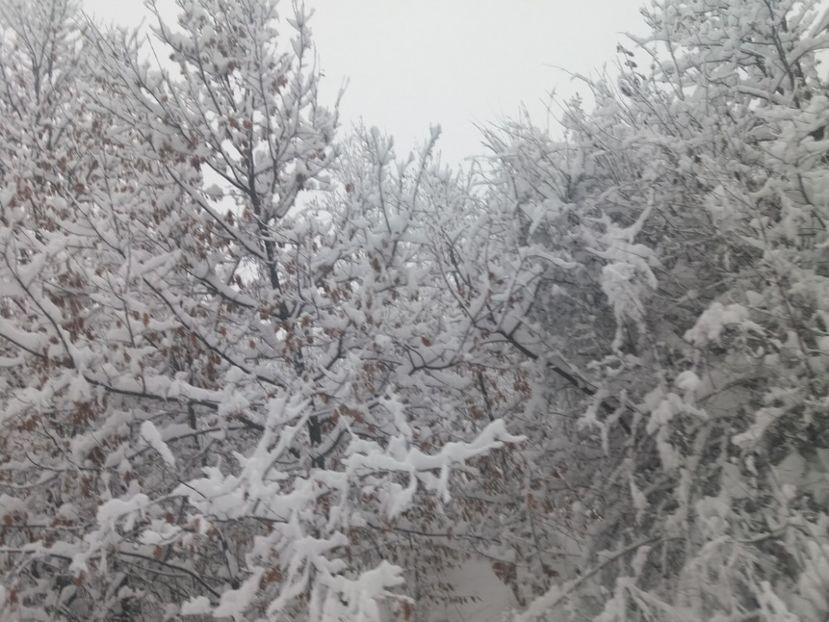  - Zăpadă decembrie 2018