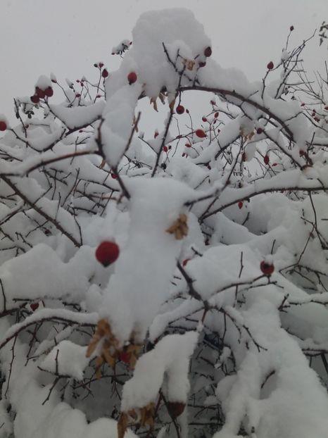  - Zăpadă decembrie 2018
