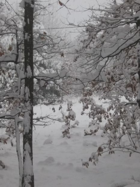  - Zăpadă decembrie 2018