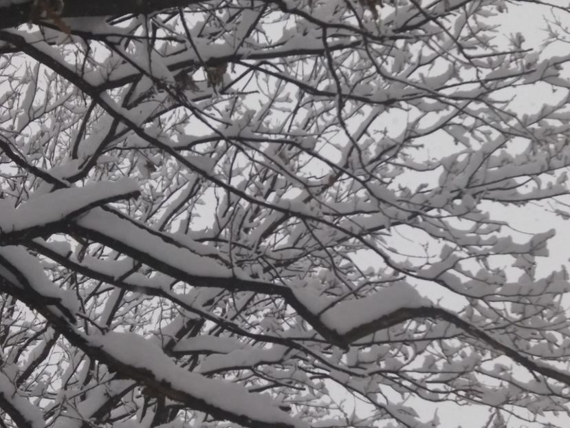 - Zăpadă decembrie 2018