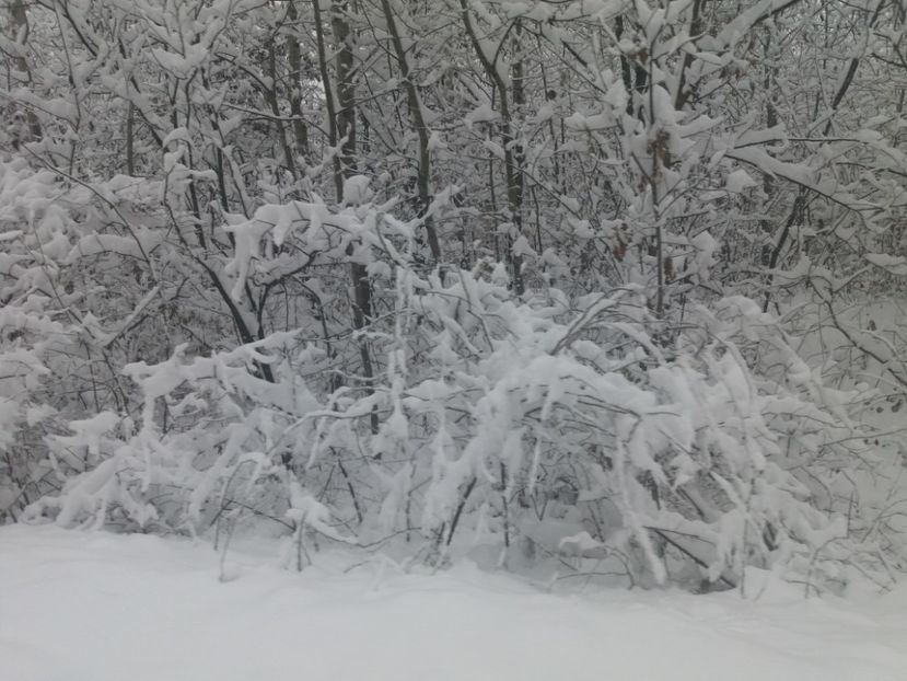  - Zăpadă decembrie 2018