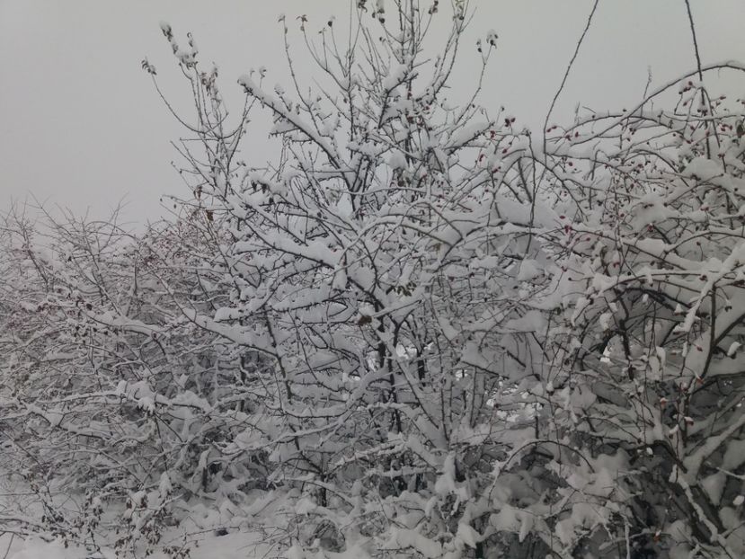  - Zăpadă decembrie 2018