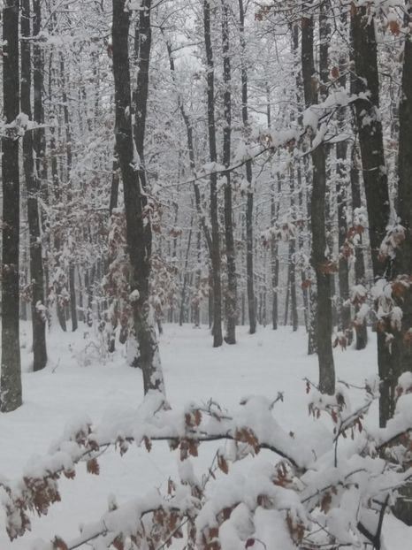  - Zăpadă decembrie 2018