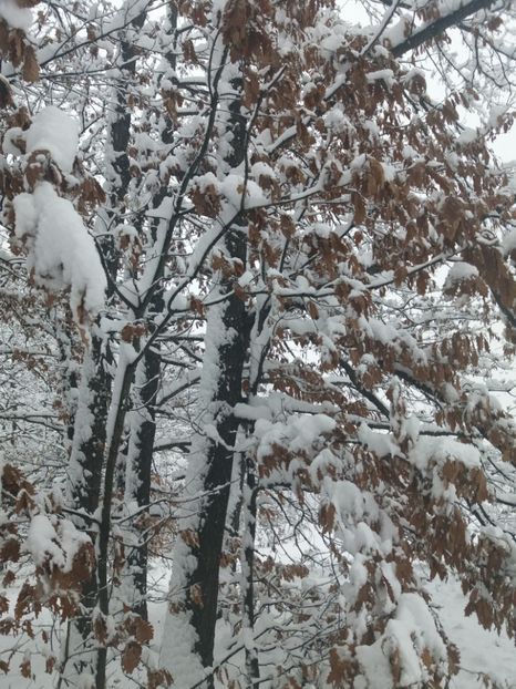  - Zăpadă decembrie 2018