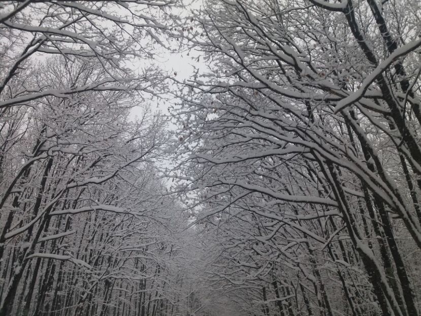  - Zăpadă decembrie 2018