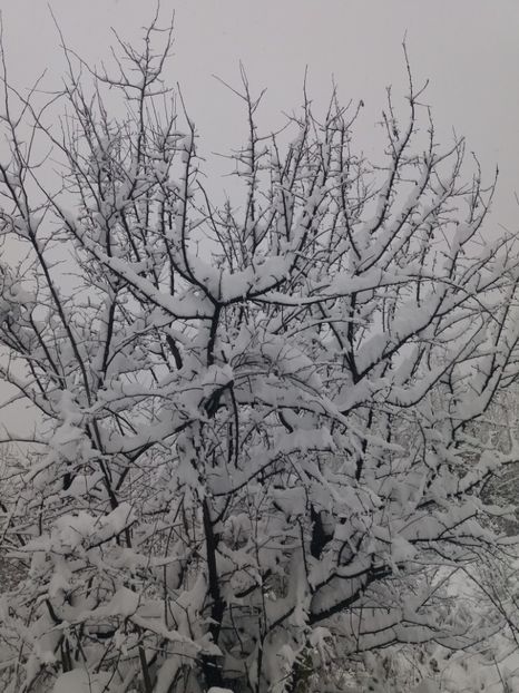  - Zăpadă decembrie 2018