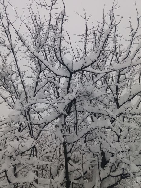  - Zăpadă decembrie 2018