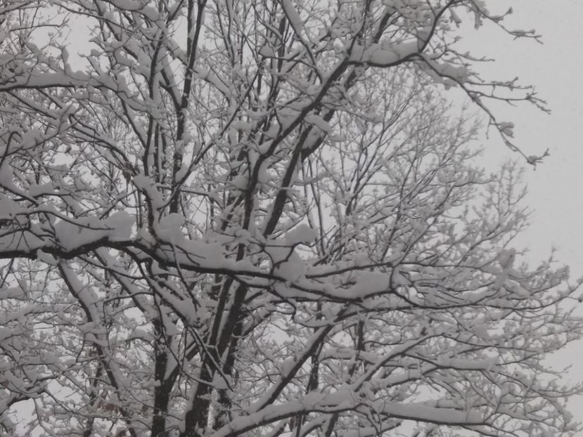  - Zăpadă decembrie 2018