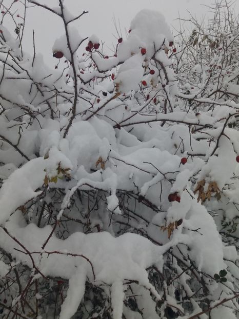  - Zăpadă decembrie 2018