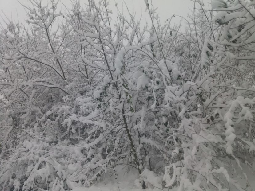  - Zăpadă decembrie 2018