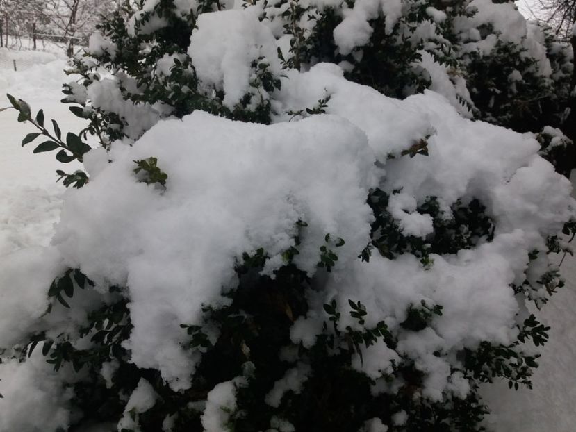  - Zăpadă decembrie 2018