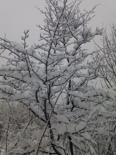  - Zăpadă decembrie 2018