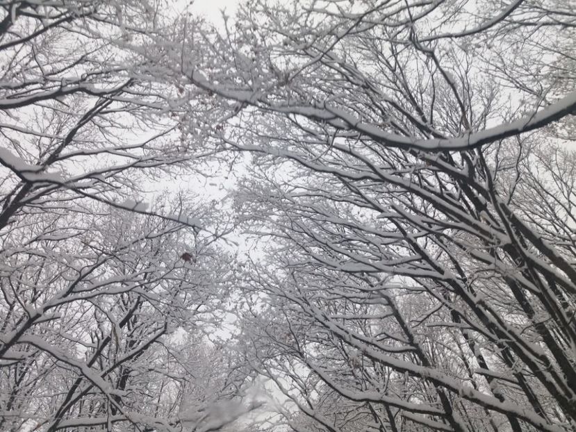  - Zăpadă decembrie 2018
