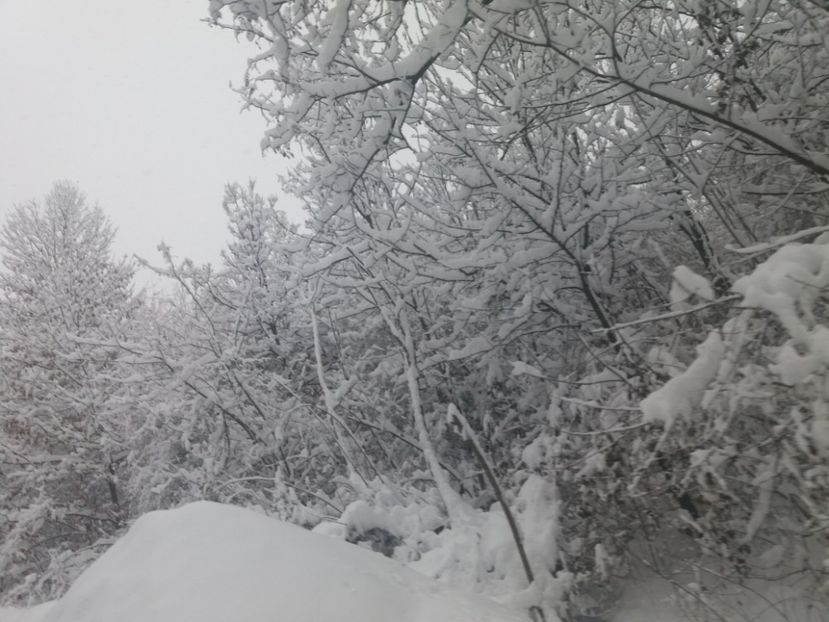  - Zăpadă decembrie 2018