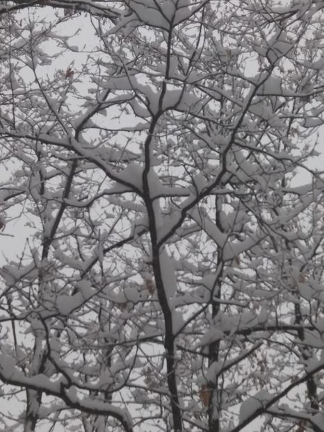  - Zăpadă decembrie 2018