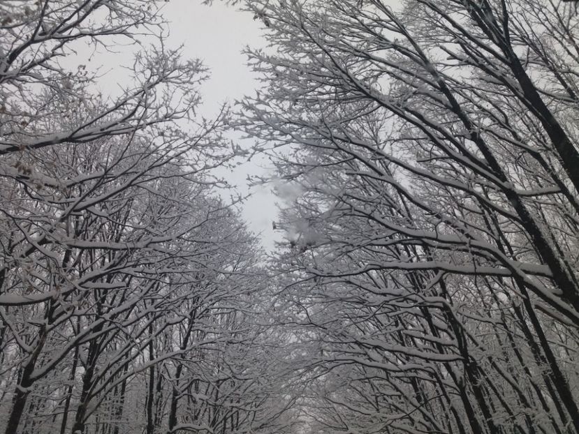  - Zăpadă decembrie 2018