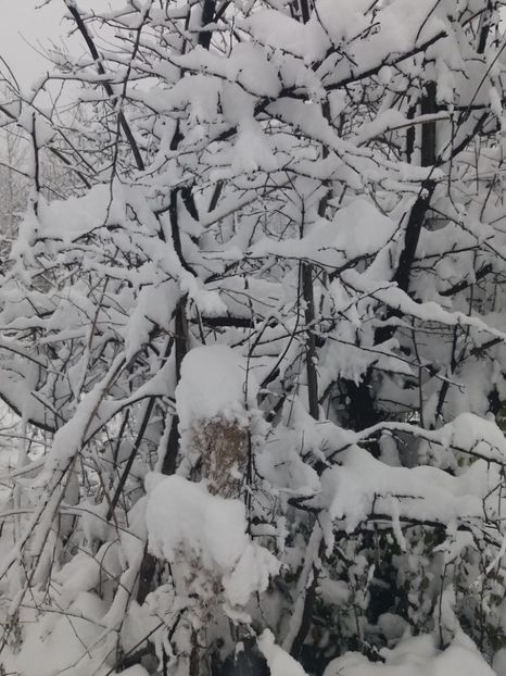  - Zăpadă decembrie 2018