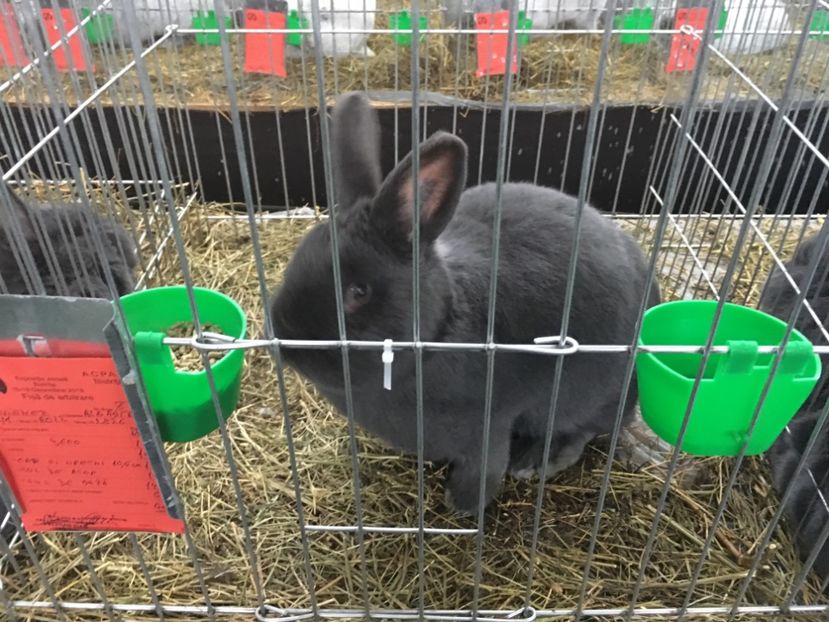 A003E1C1-995E-4214-BF7F-EC7119BCC8CC - 4 - Rezultate Expo Bistrita 13-16 Decembrie 2018