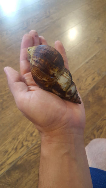  - melc african gigant