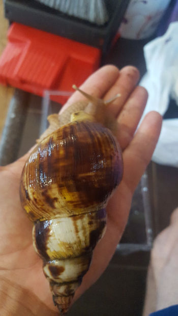  - melc african gigant