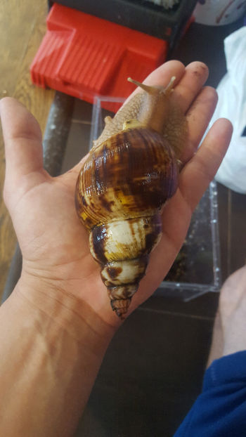  - melc african gigant