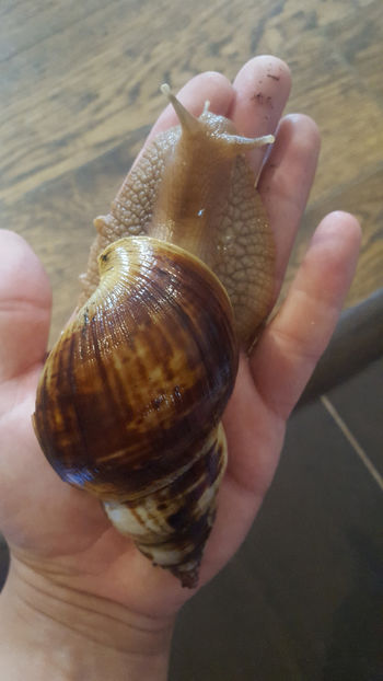  - melc african gigant