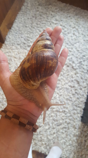  - melc african gigant