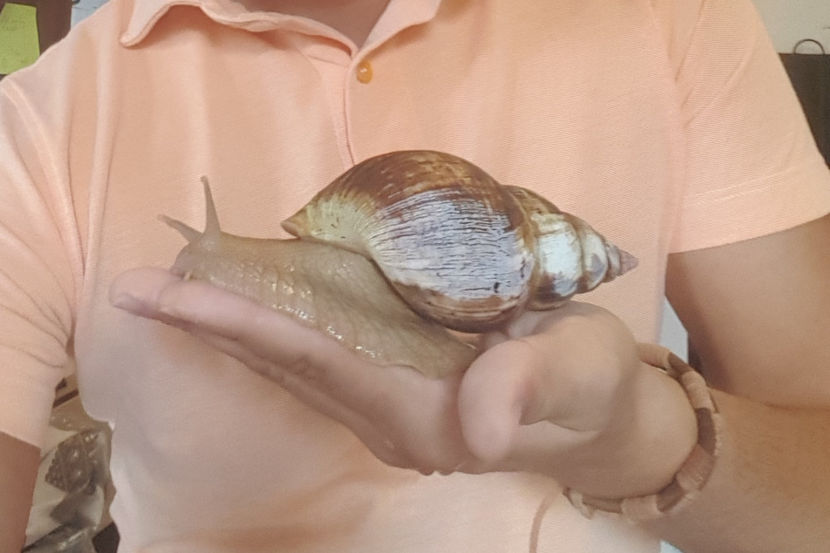  - melc african gigant