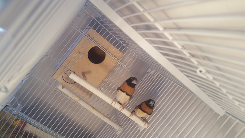  - Lonchura castaneothorax