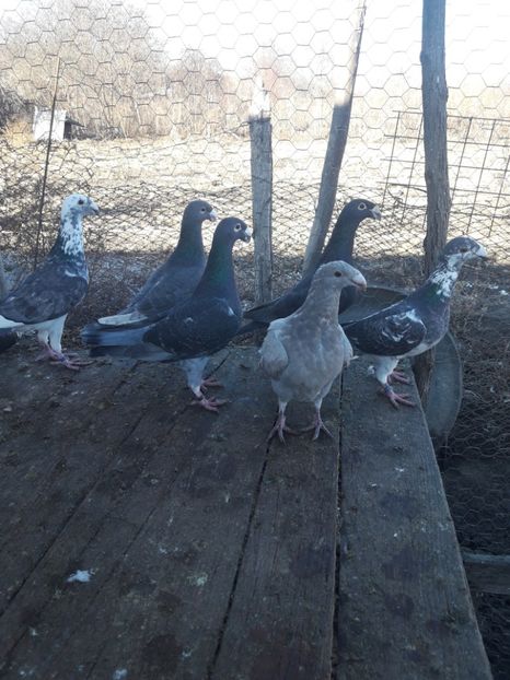  - Porumbei Germani de Frumusete