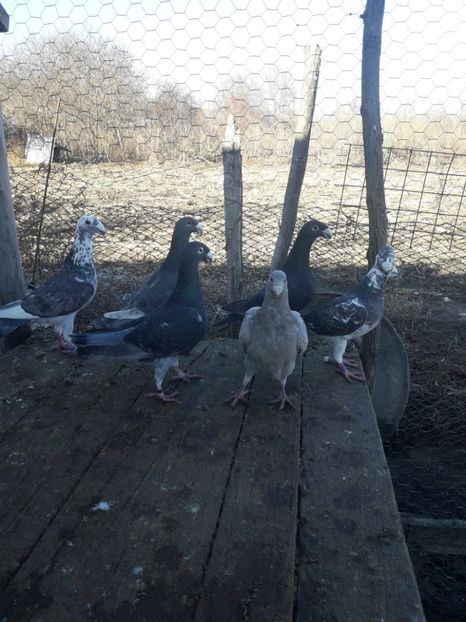  - Porumbei Germani de Frumusete