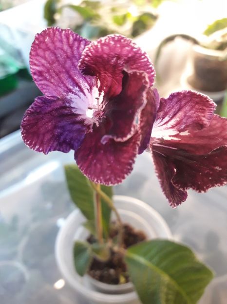  - Streptocarpusii 2018