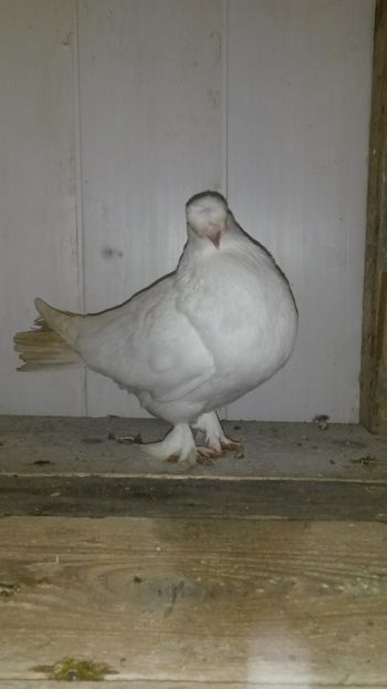 Acelasi - DONEZ-doar cui are nevoie